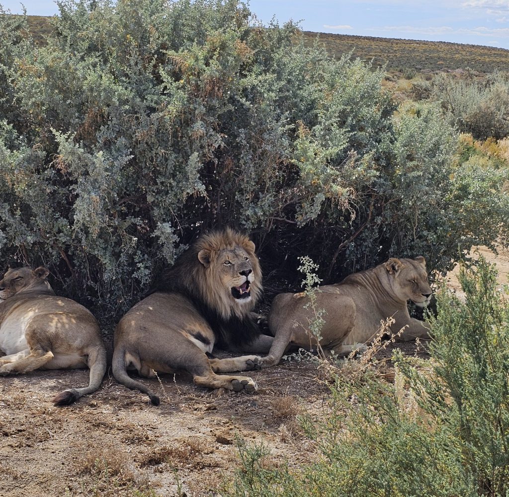 Safari | Africa | African Safari | Ingenious Travel